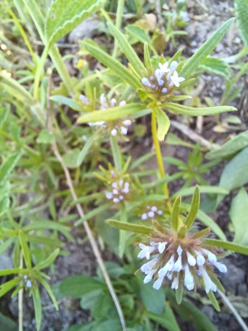 Asperula 15