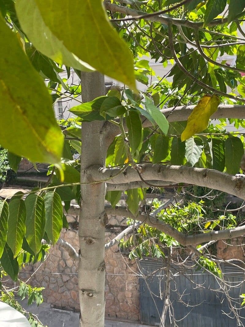 Ylang-ylang 21