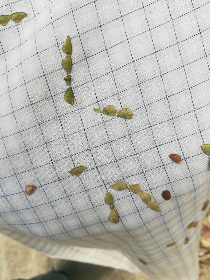 Desmodium paniculatum 2