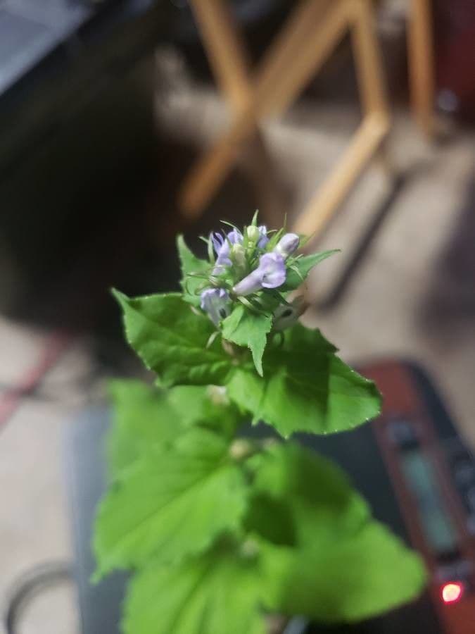 Lobelia 10