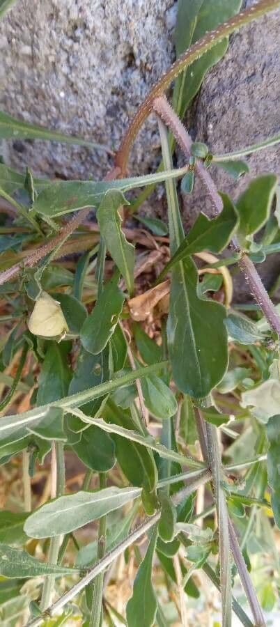Reseda comune 17
