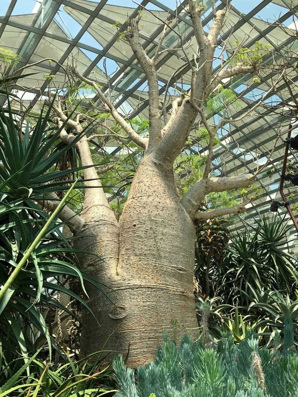 Baobab australský 2