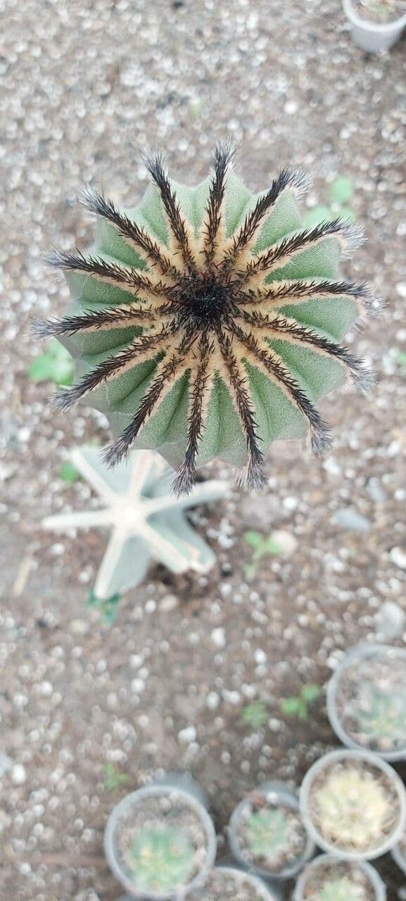 Uebelmannia 5