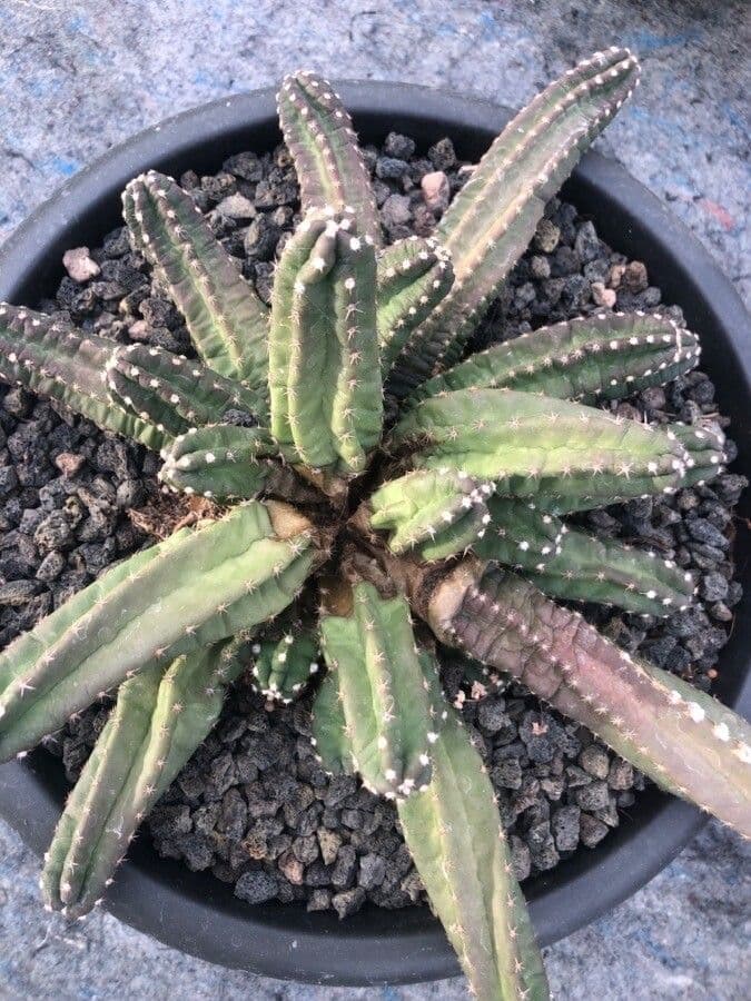 Cactus 5