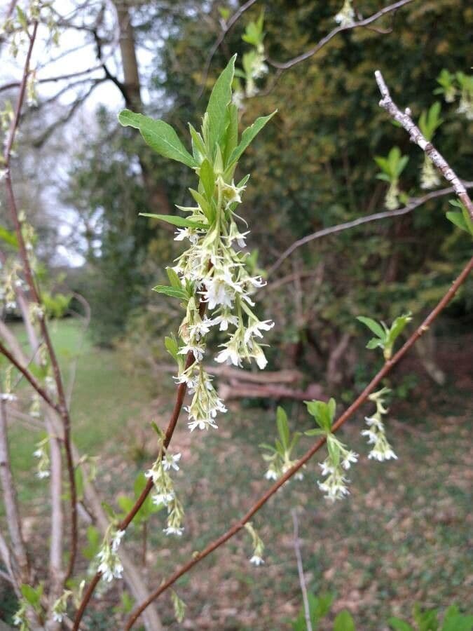 Oemleria cerasiformis 3