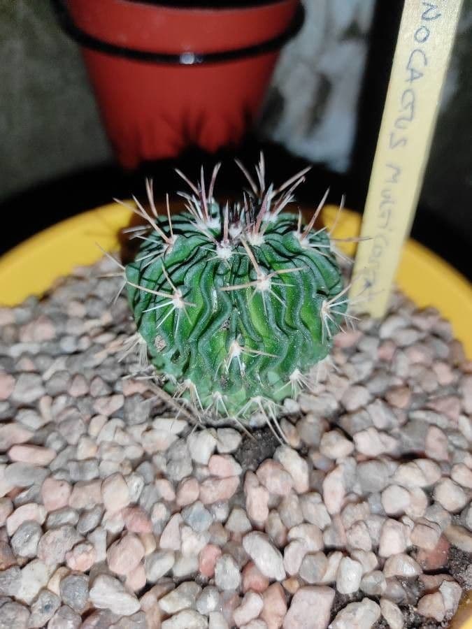 Cactus cervello 14