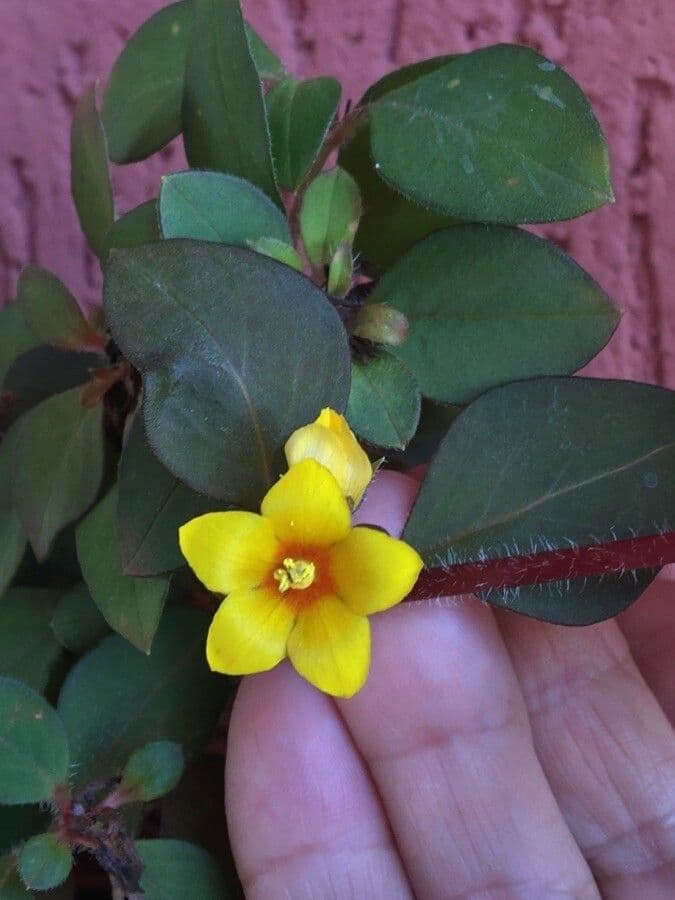 Lysimachia congestiflora 5