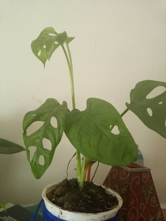 Monstera