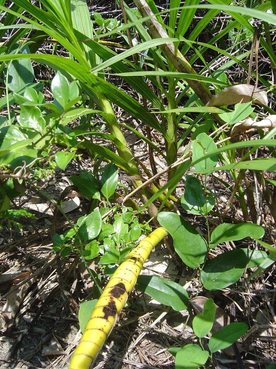 Cyrtopodium flavum 8