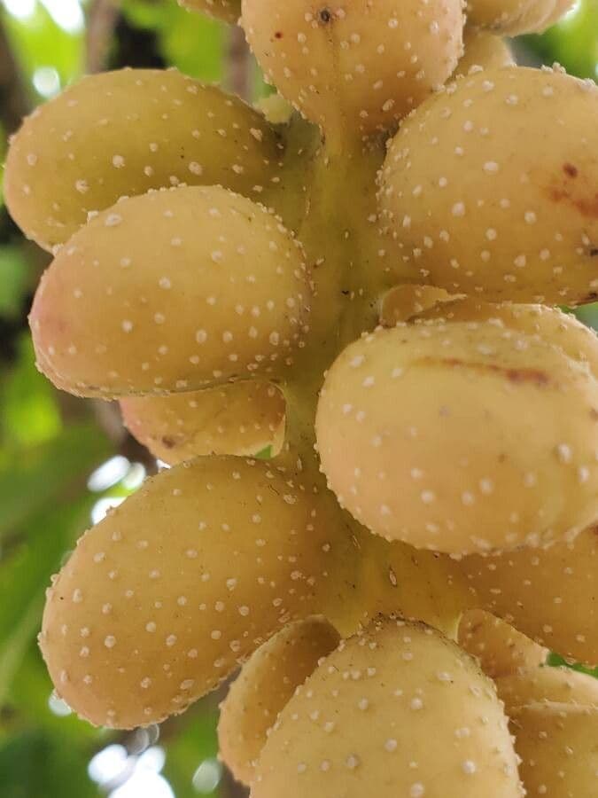 Magnolia champaca 2