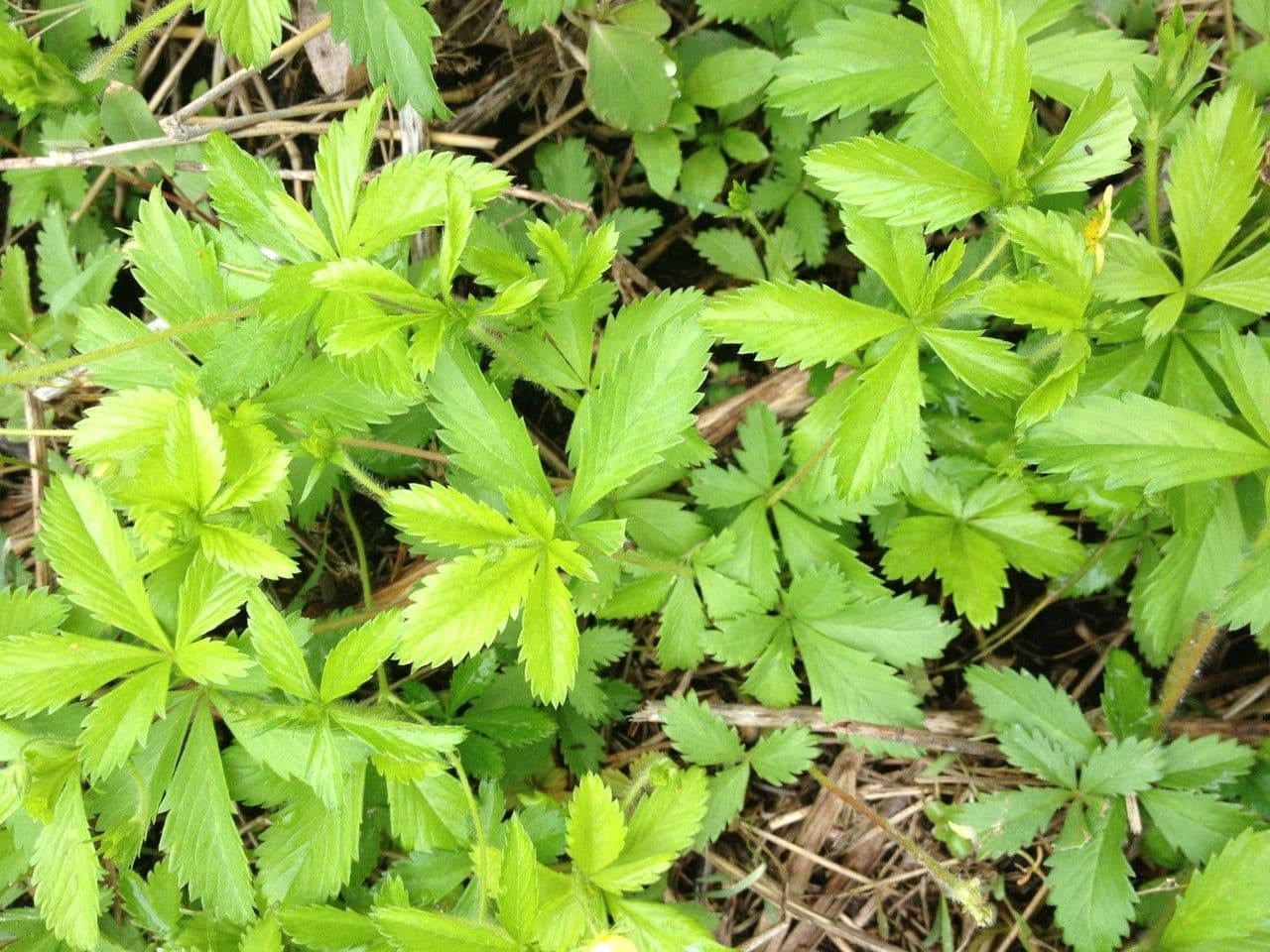 Potentilla simplex 11