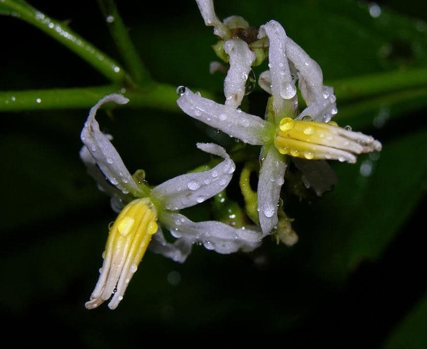 Solano 5