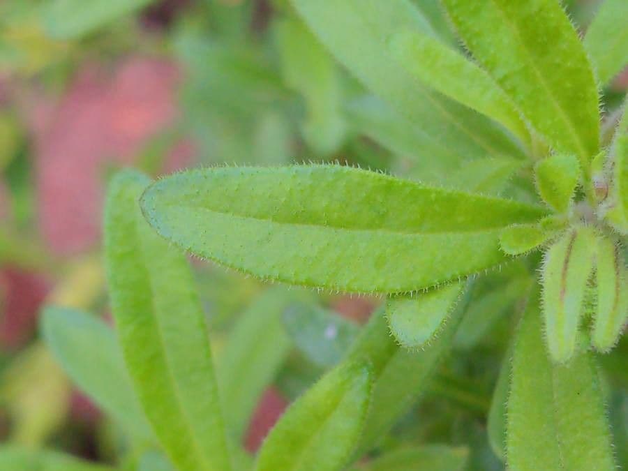 Kleinblütige Kalibrachoa 12