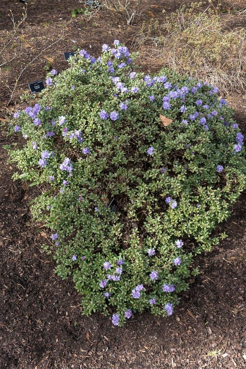 Rododendro 7