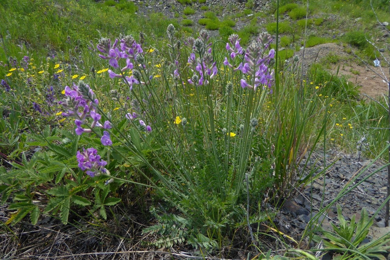 Oxytropis
