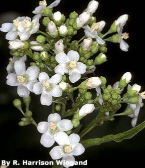 Napaea dioica 2