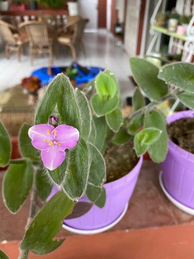 Tradescantia 5