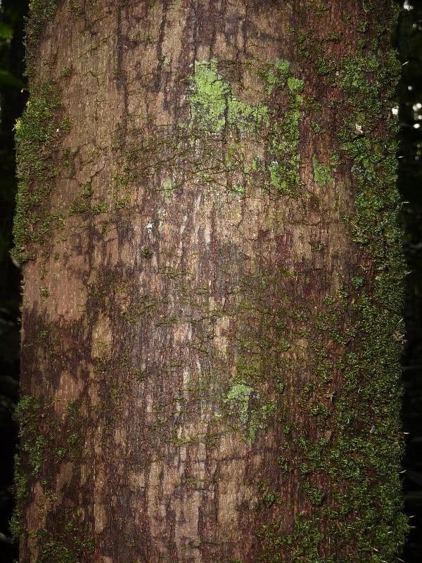 Margaritaria nobilis 17