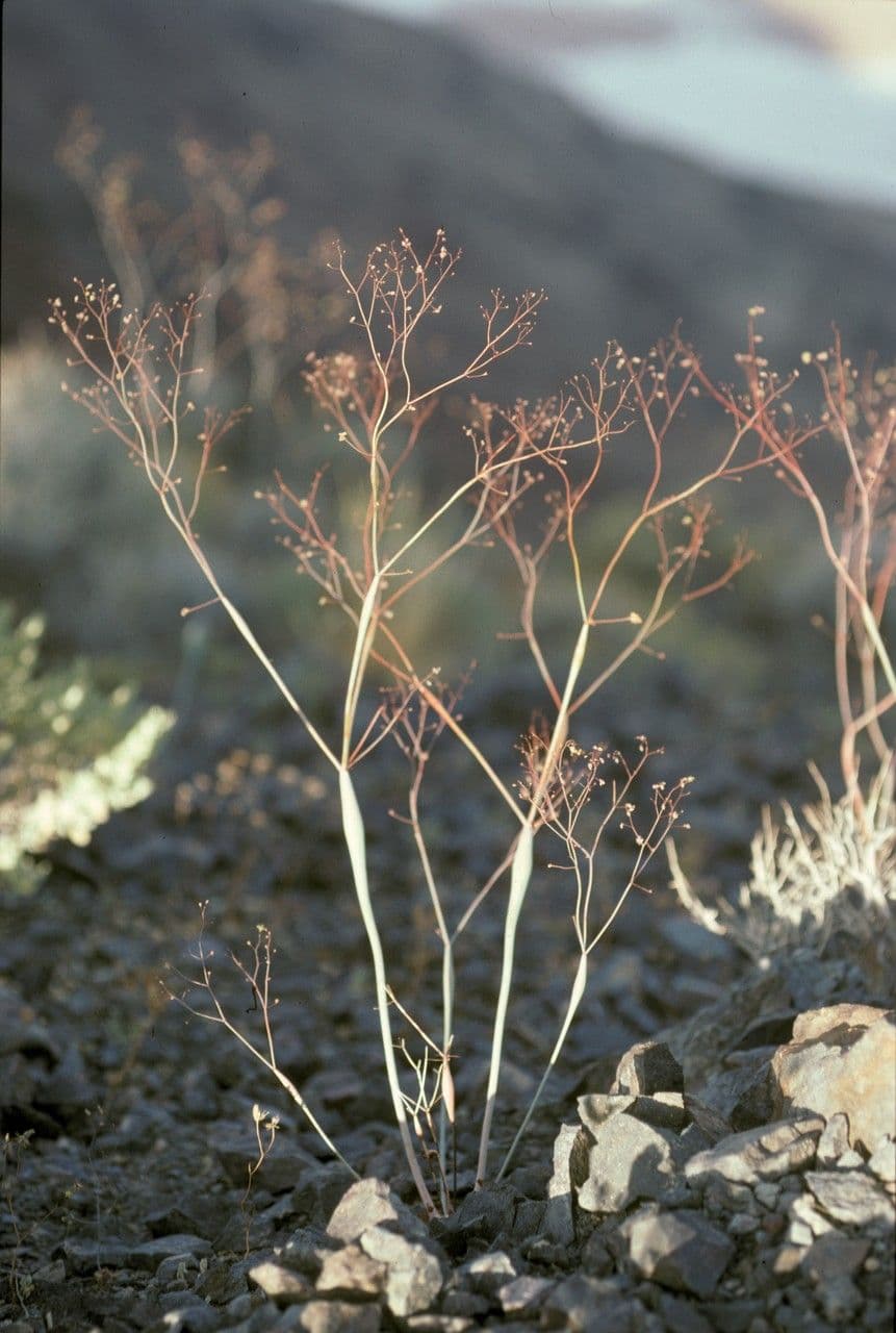 Polygonum gonfiato 3