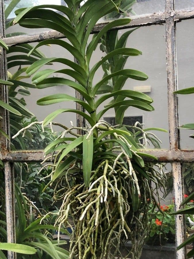 Vanda 17