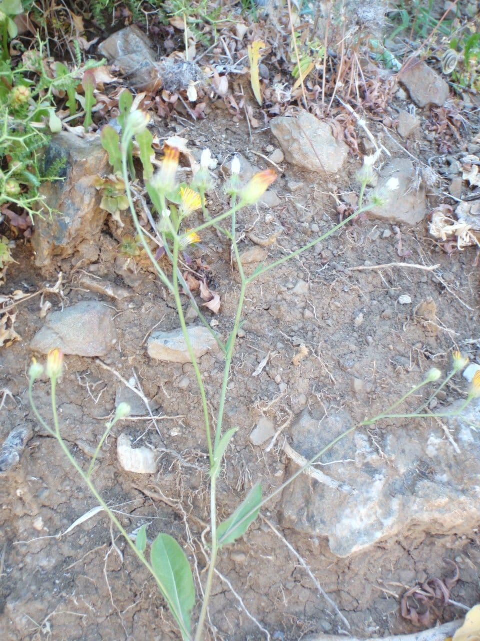 Stinkender Pippau 38