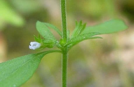 Hedeoma 14