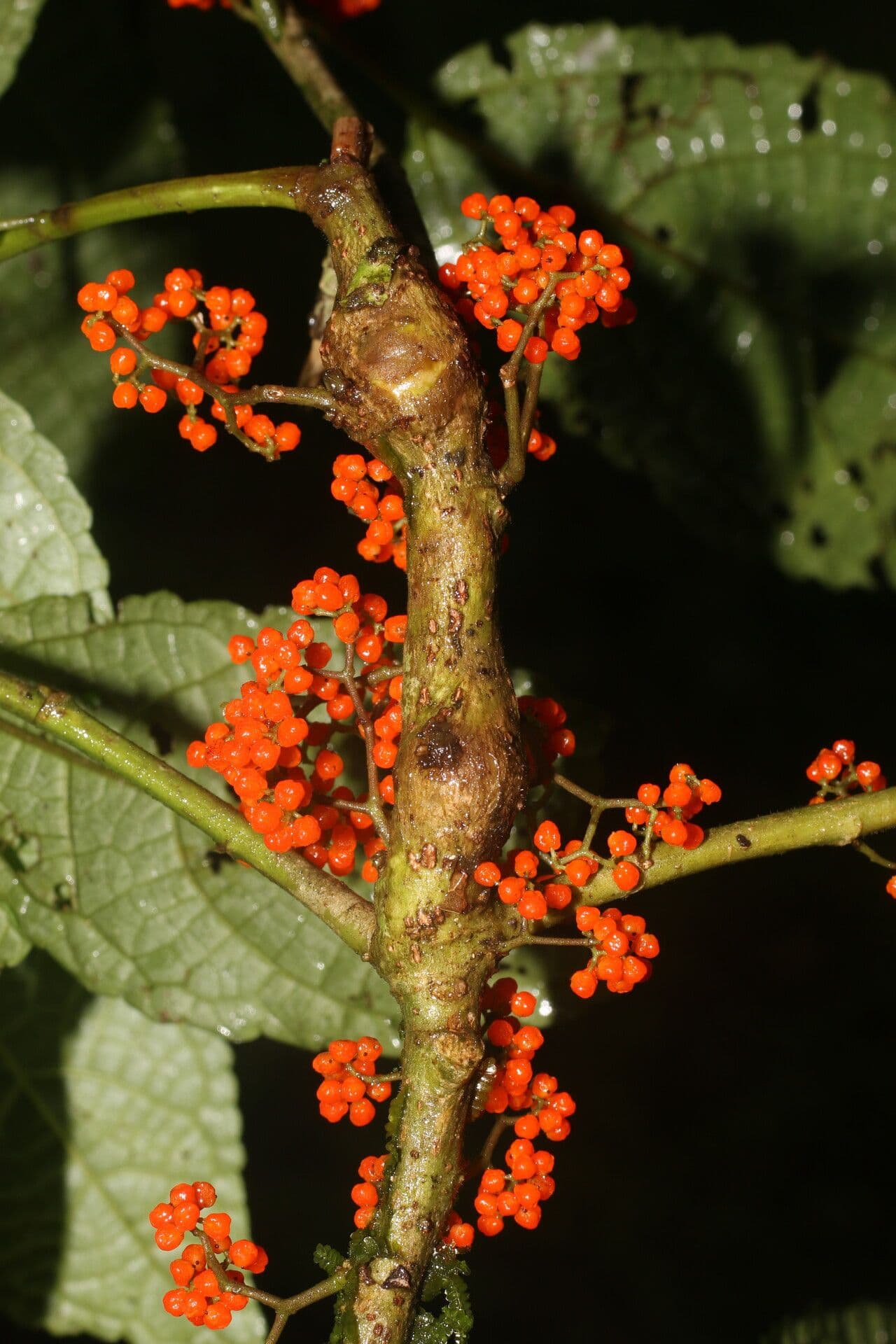 Urera simplex 7