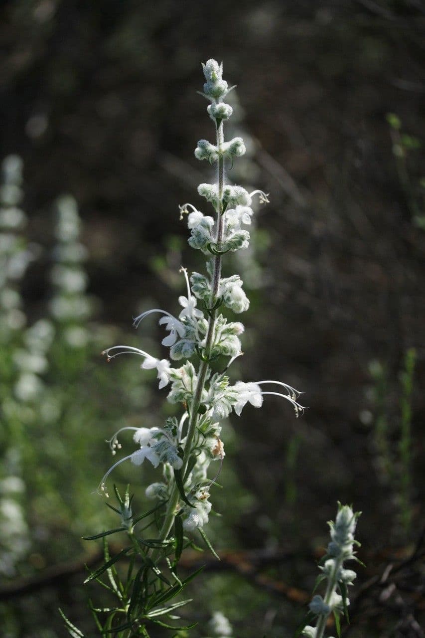 Trichostema 14
