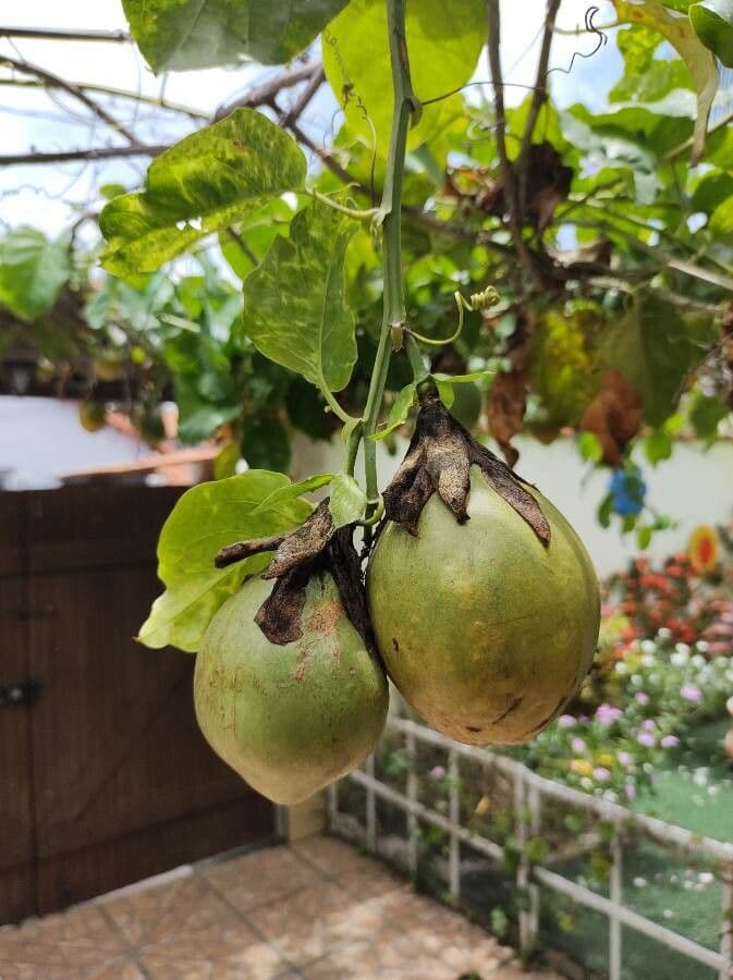 Passiflora 5