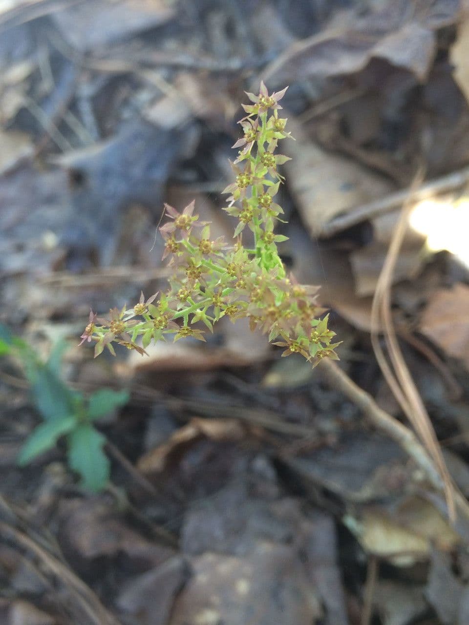Xanthorhiza 5