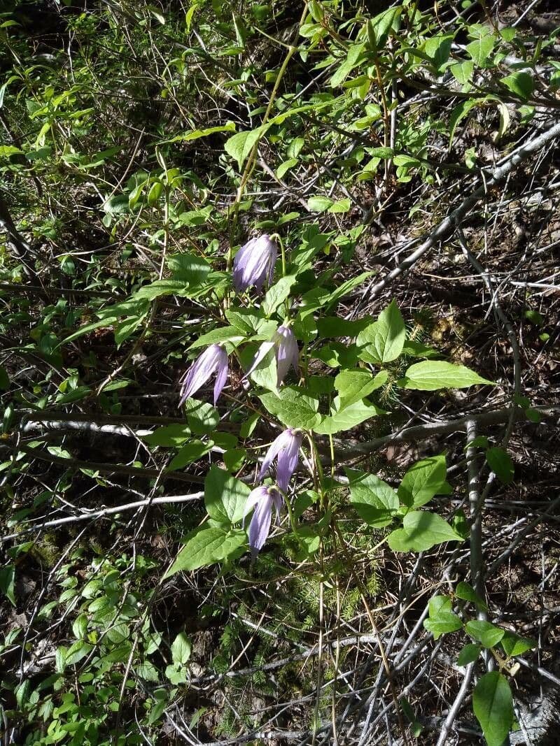 Clematis occidental 10