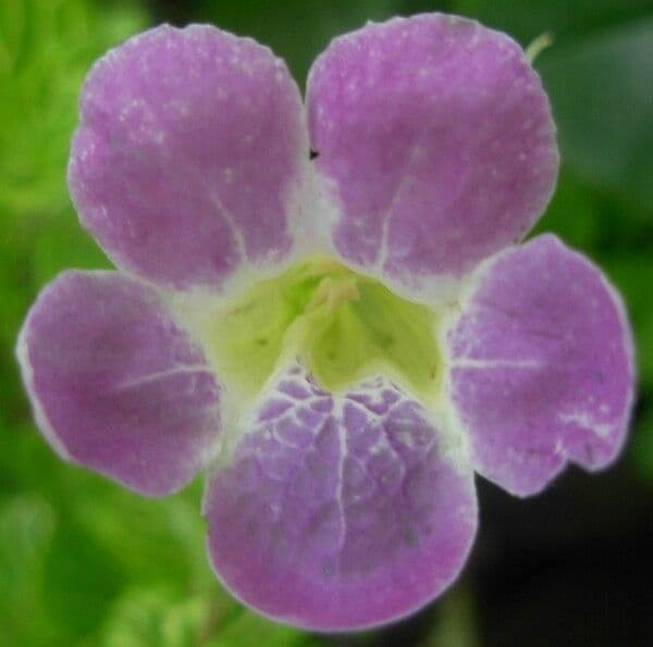 Violeta china 10