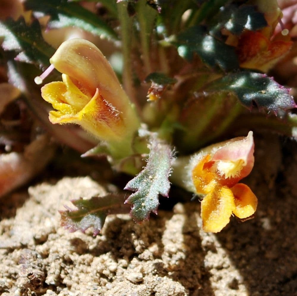 Pedicularis semibarbata 8