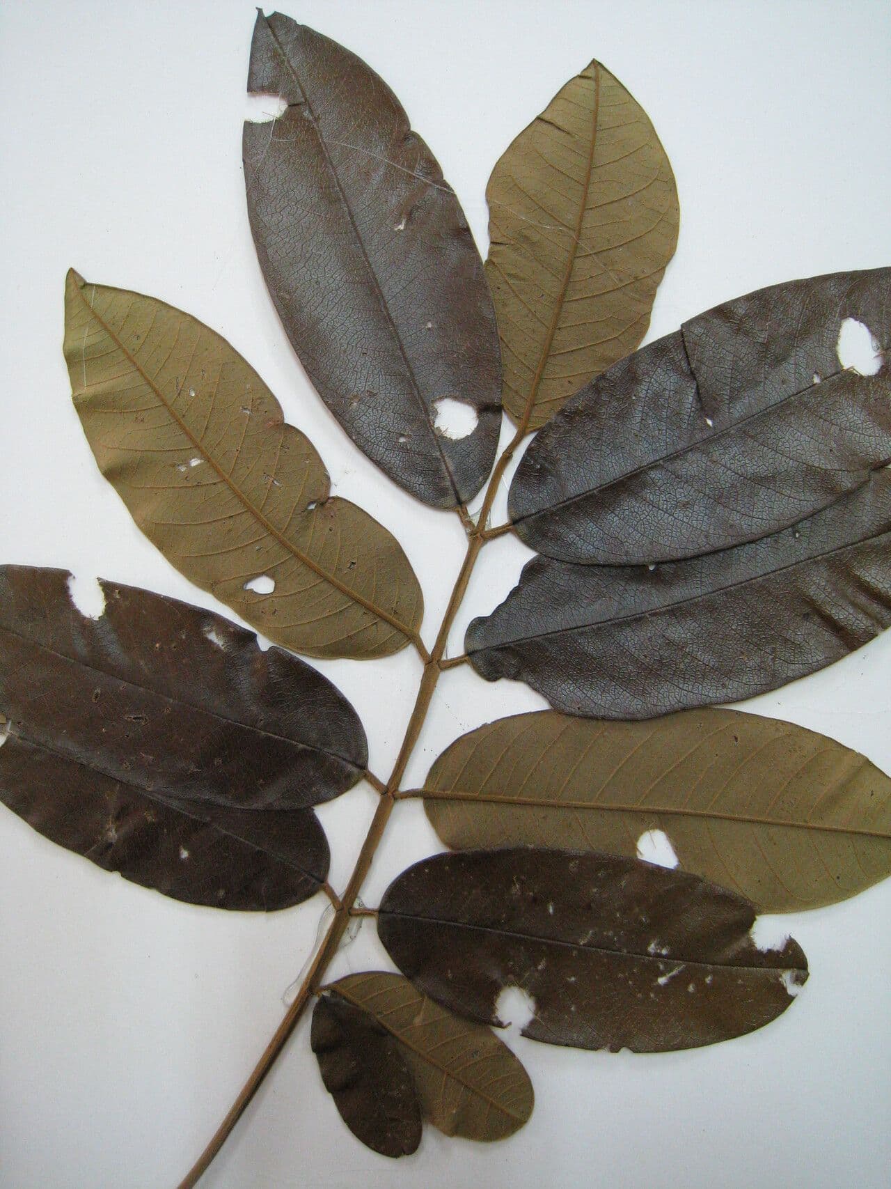 Batesia 9