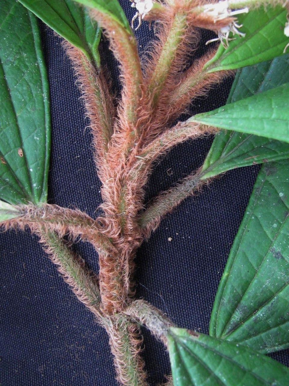 Matthaei-Miconia 10