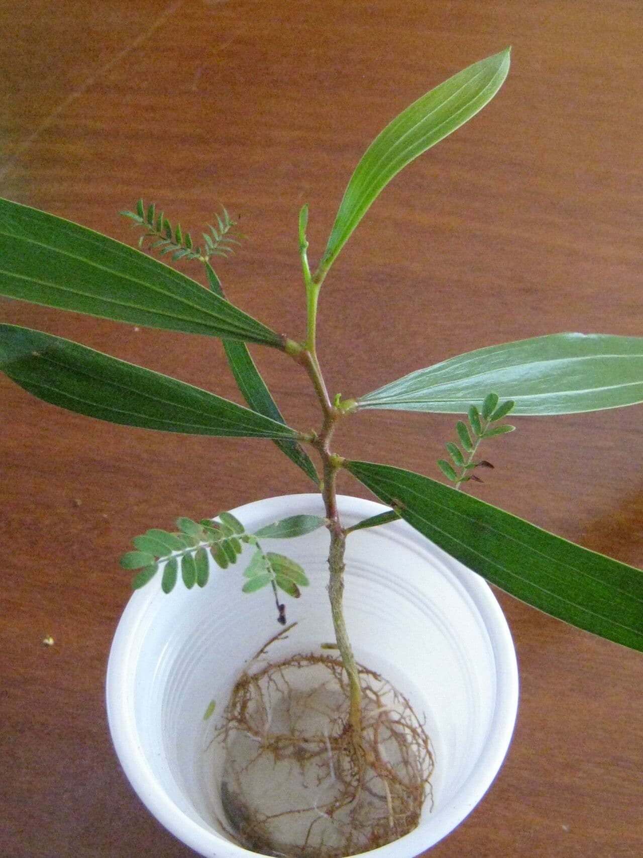 Akacja mangium 26