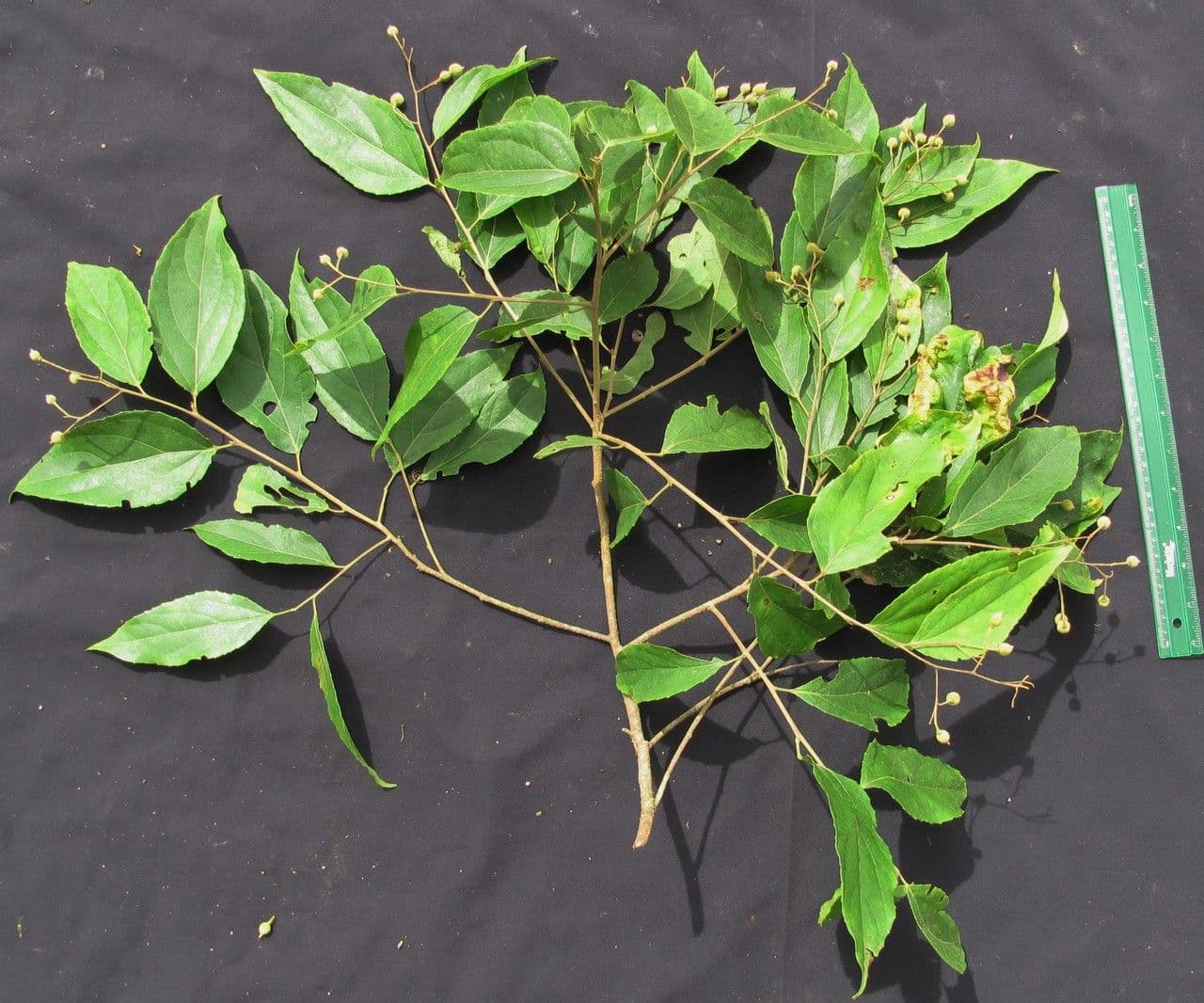 Macrohasseltia macroterantha 8
