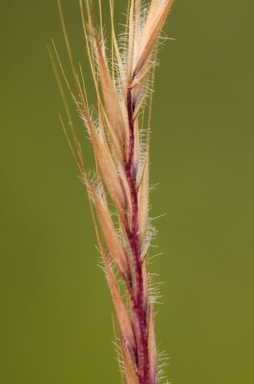 Vulpia ciliata 19