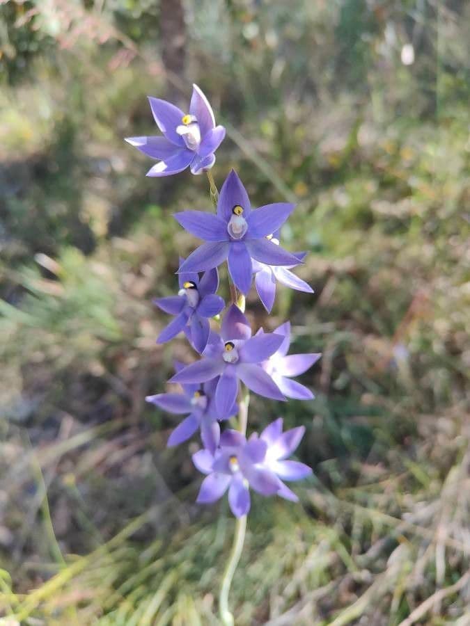 Large-leafed sun orchid 2