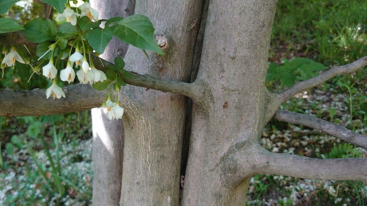 Styrax japonicus 23