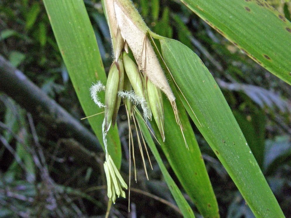 Elytrostachys 12
