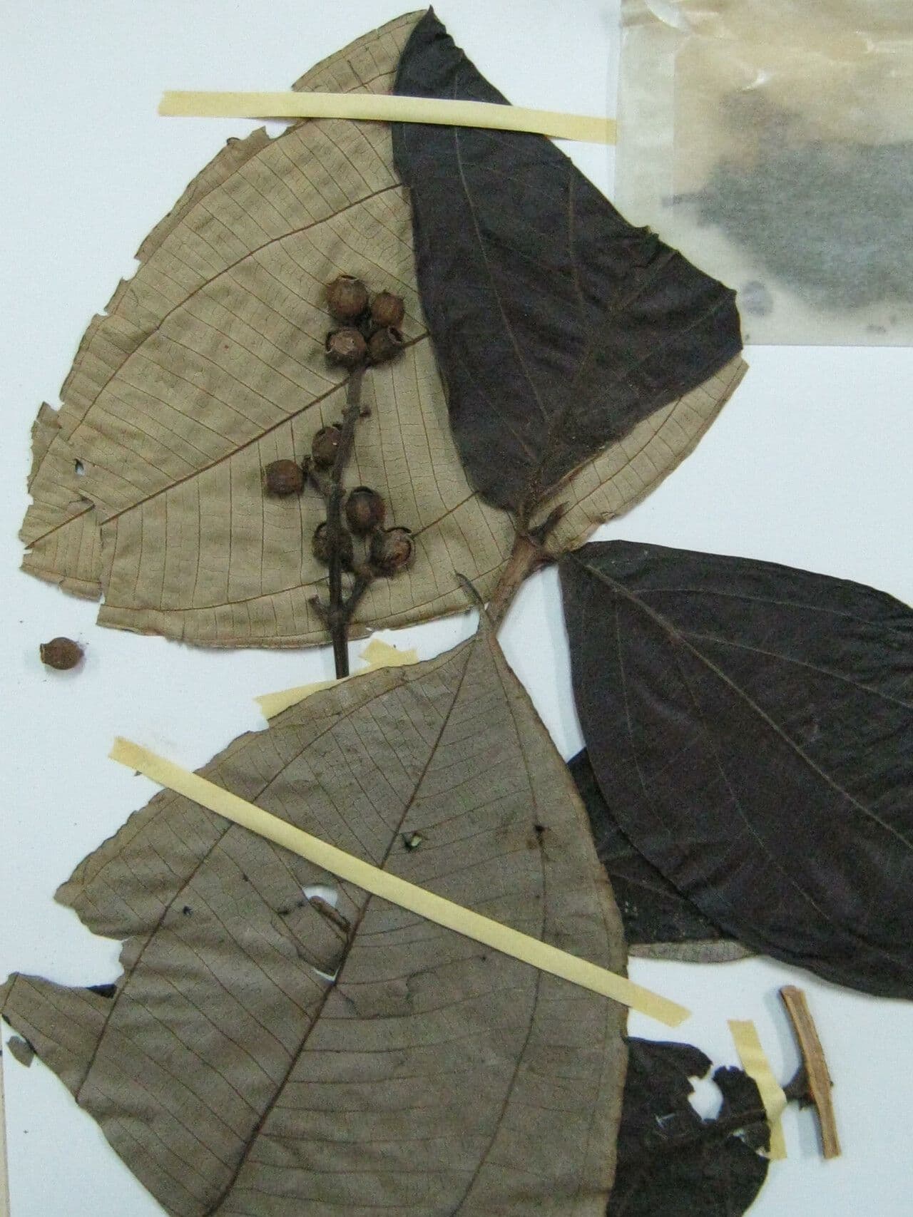 Miconia 3