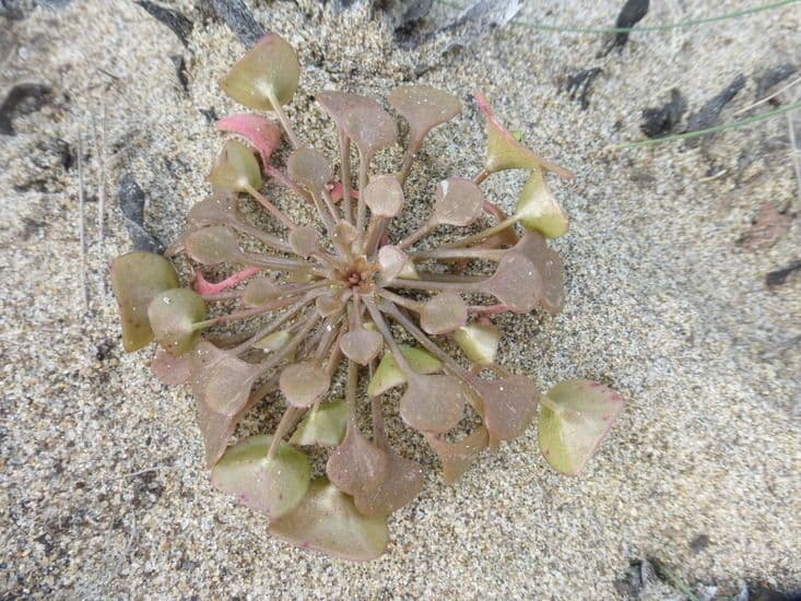 Claytonia 9