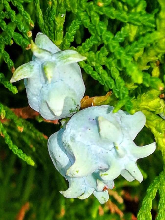 Arborvitae oriental