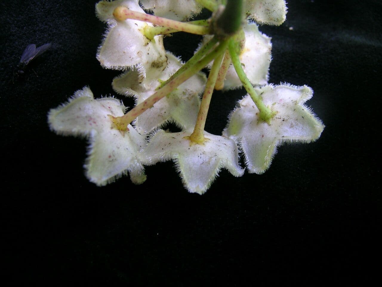 Hoya 4
