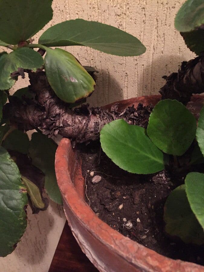 Bergenia cordifolia 23