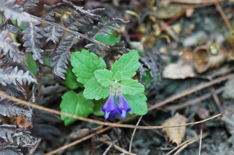 Scutellaria tuberosa 9