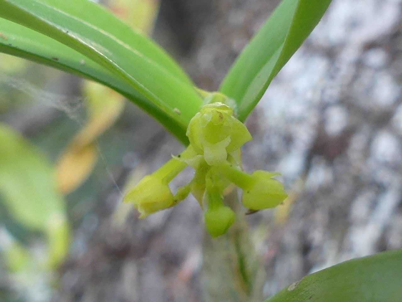 Polystachya 3
