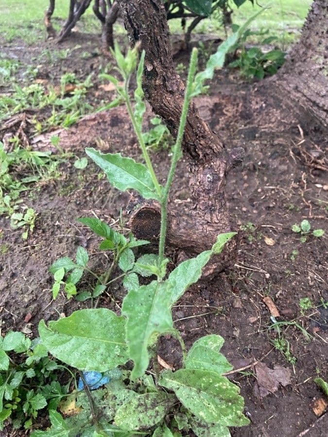Tabaco de flor larga 10