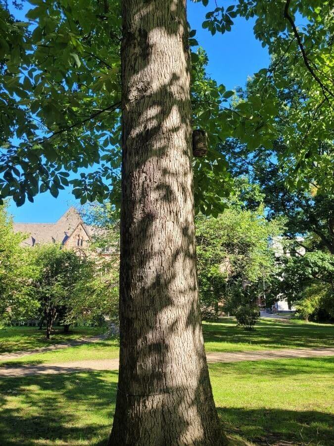 Carya ovata 21
